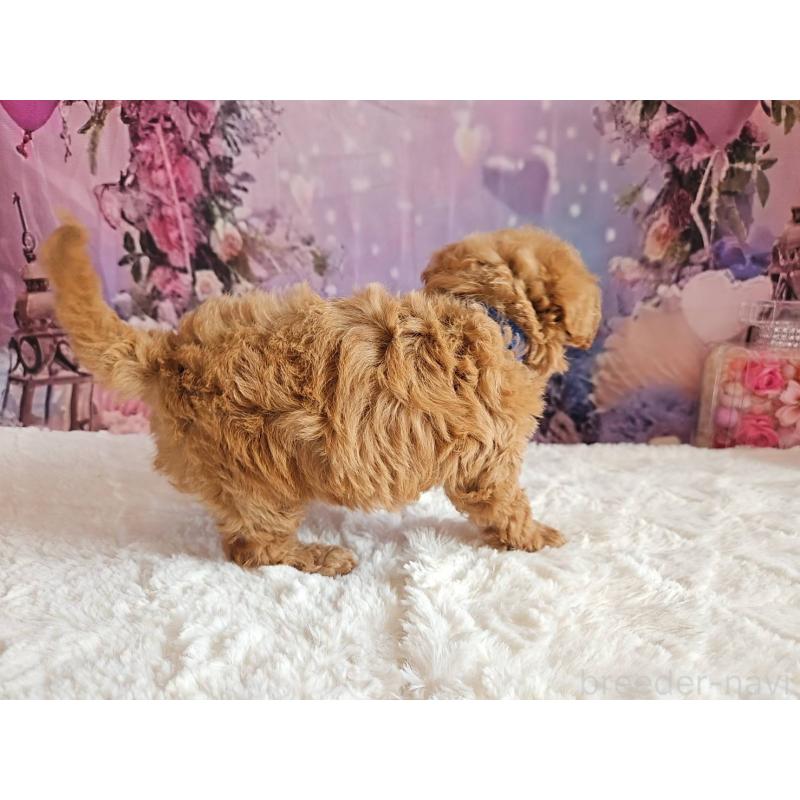 販売中の岐阜県のトイプードル-423976の4枚目