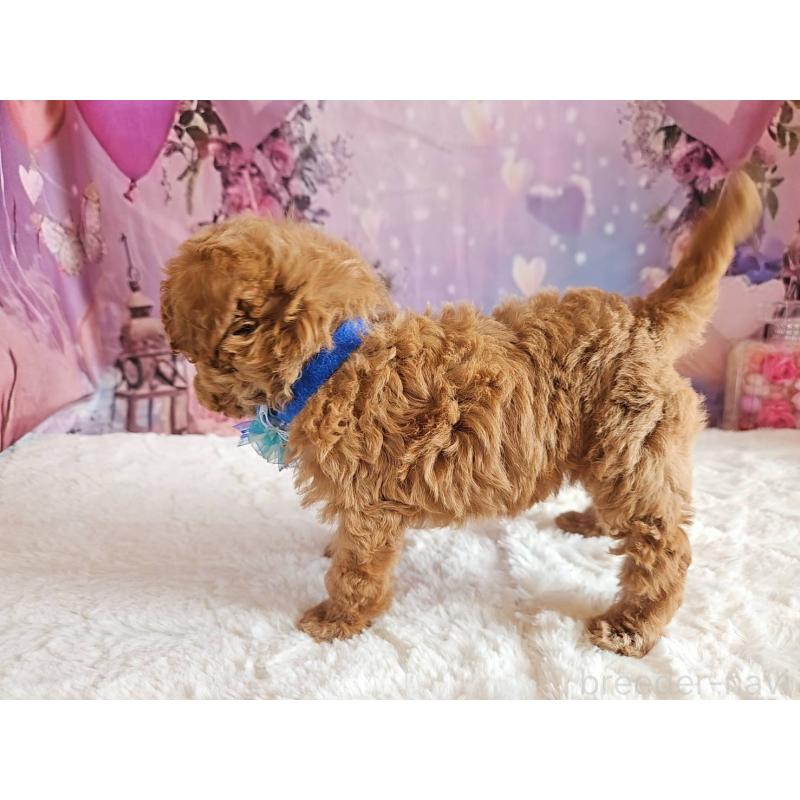 販売中の岐阜県のトイプードル-423976の2枚目