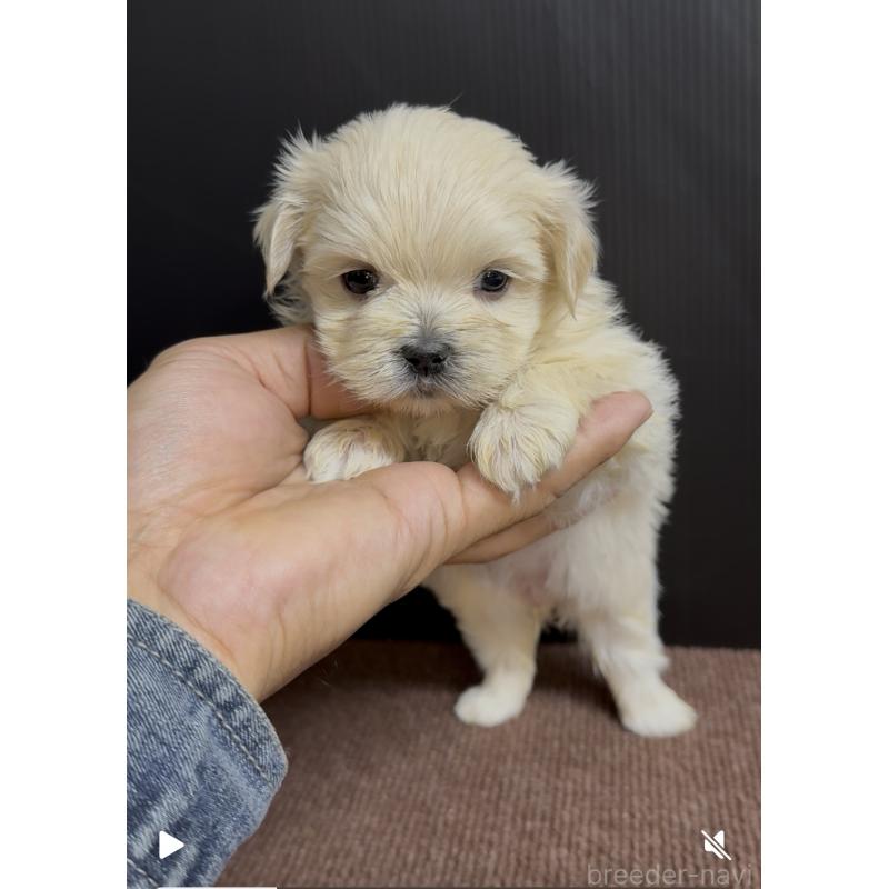 販売中の福岡県のミックス犬-424001の4枚目