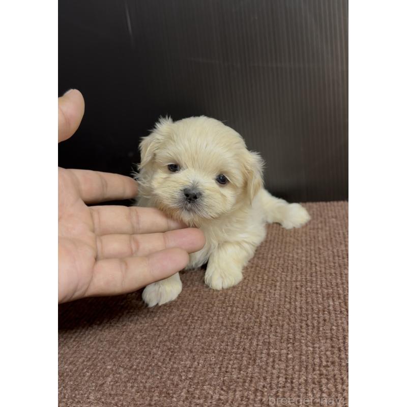 販売中の福岡県のミックス犬-424001の3枚目