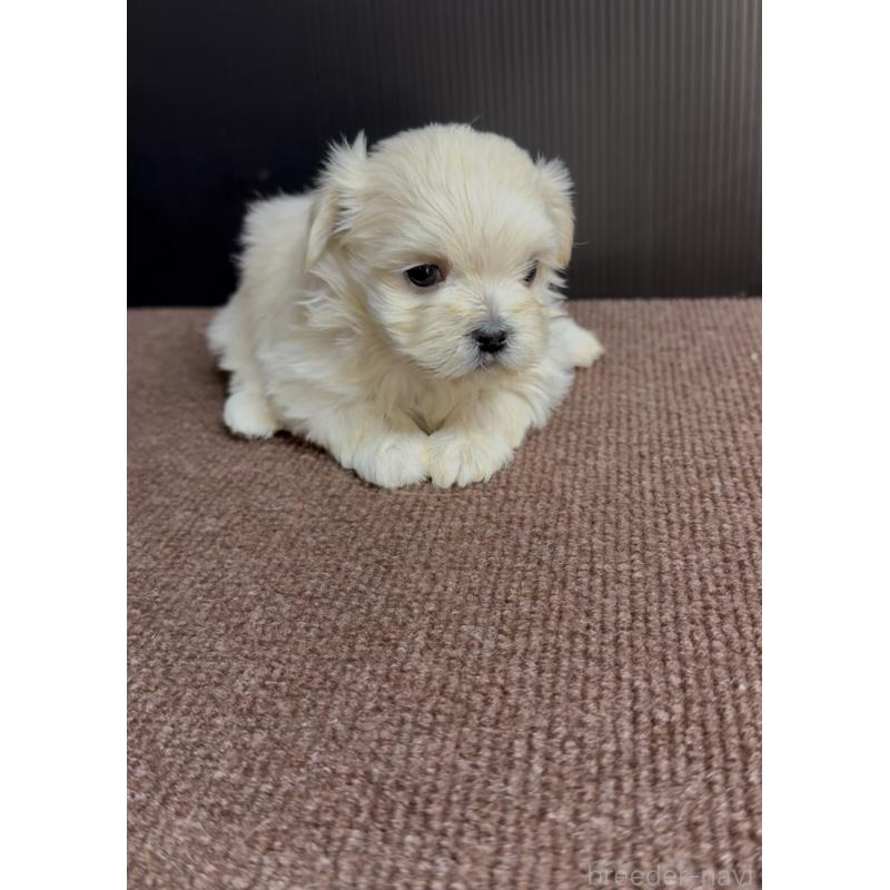 販売中の福岡県のミックス犬-424001の2枚目