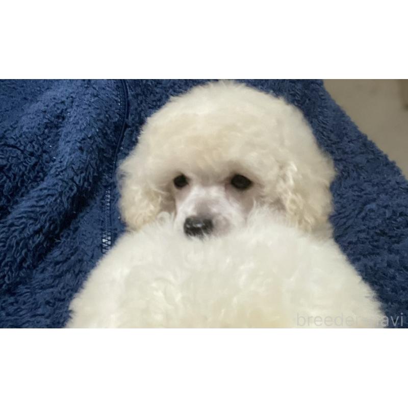 販売中の埼玉県のトイプードル-424002の6枚目