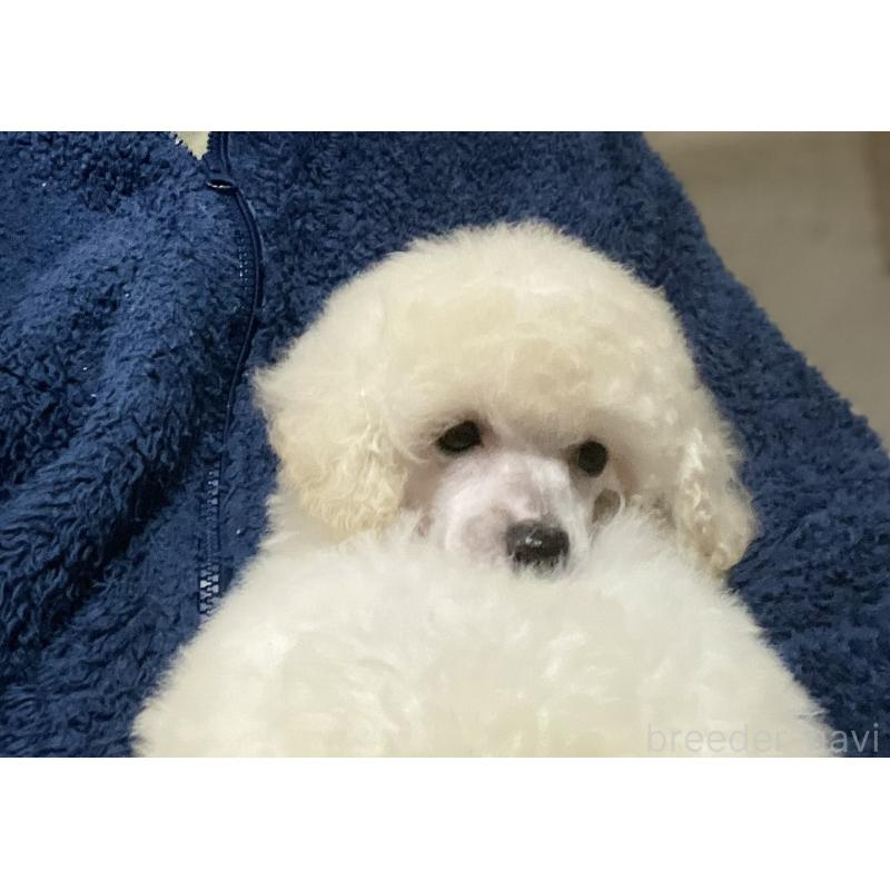 販売中の埼玉県のトイプードル-424002の5枚目