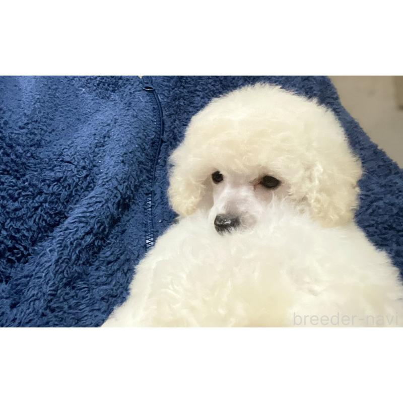 販売中の埼玉県のトイプードル-424002の4枚目