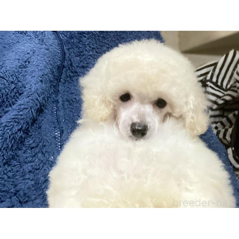 販売中の埼玉県のトイプードル-424002の3枚目