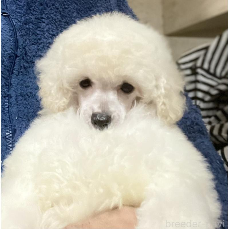 販売中の埼玉県のトイプードル-424002の2枚目