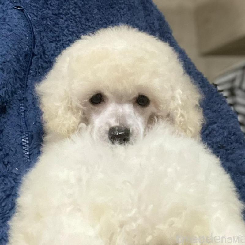 販売中の埼玉県のトイプードル-424002の1枚目