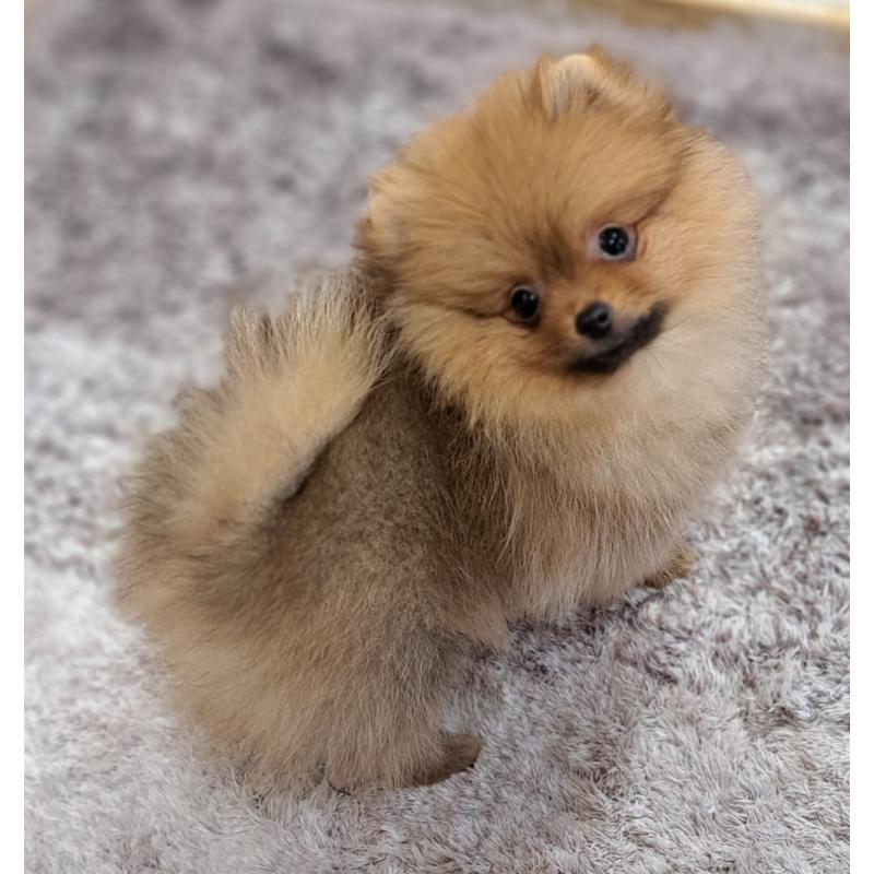 販売中の茨城県のポメラニアン-414236の2枚目