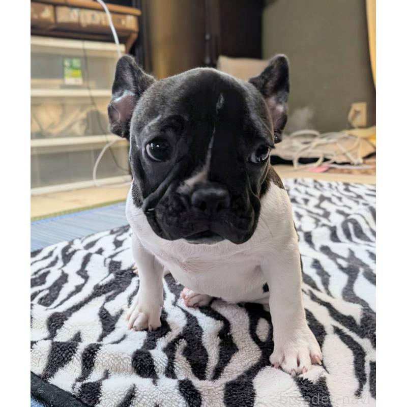 販売中の愛媛県のフレンチブルドッグ-407078の24枚目