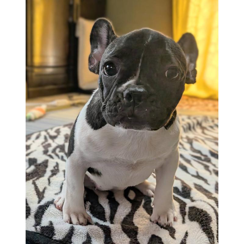 販売中の愛媛県のフレンチブルドッグ-407078の22枚目