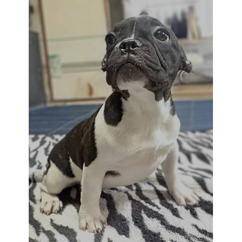 販売中の愛媛県のフレンチブルドッグ-407078の20枚目