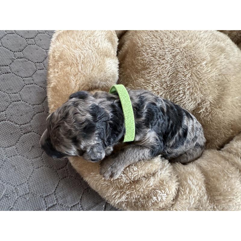 成約済の東京都のスタンダードプードル-423484の4枚目