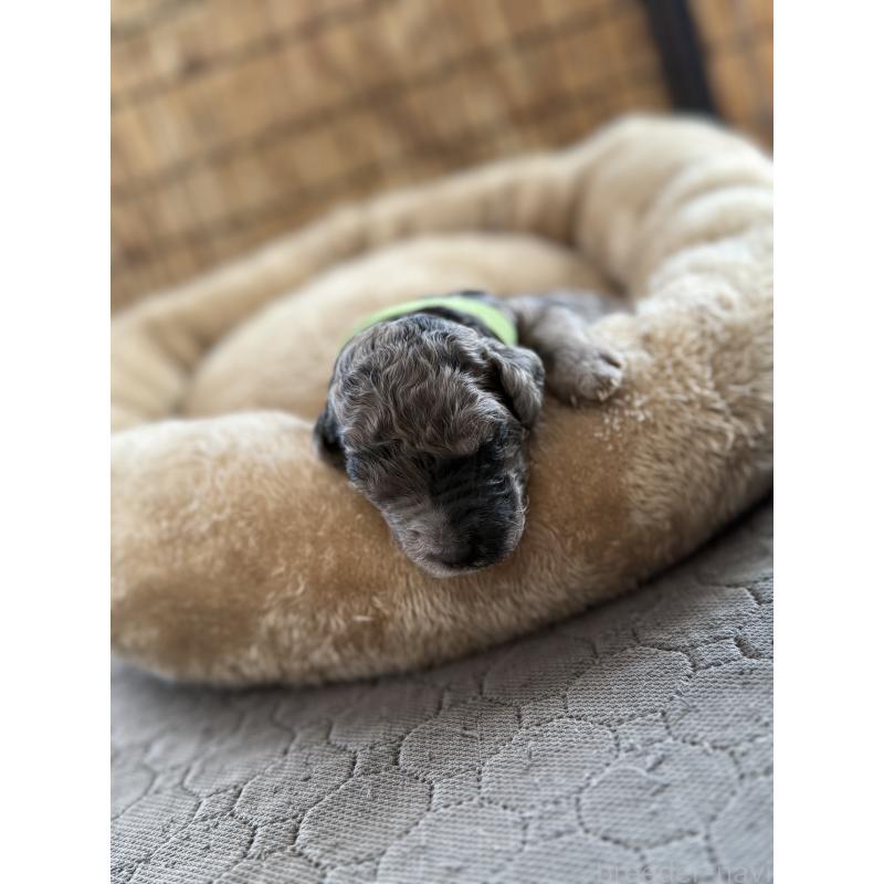 成約済の東京都のスタンダードプードル-423484の3枚目