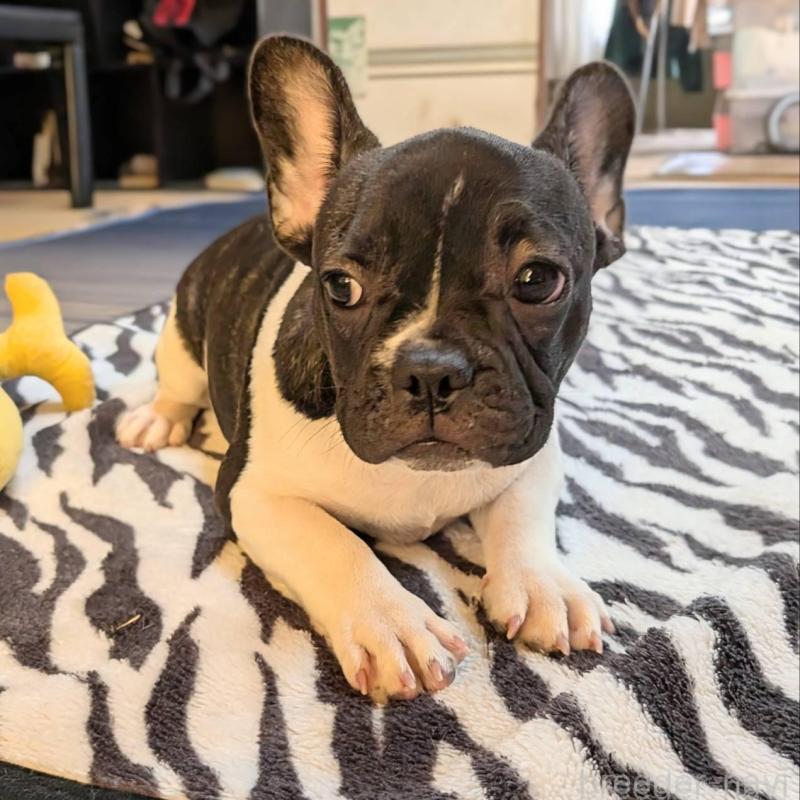 販売中の愛媛県のフレンチブルドッグ-407078の17枚目