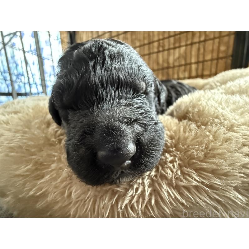 成約済の東京都のスタンダードプードル-423466の3枚目