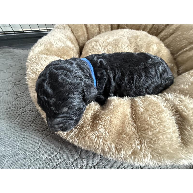 成約済の東京都のスタンダードプードル-423466の2枚目