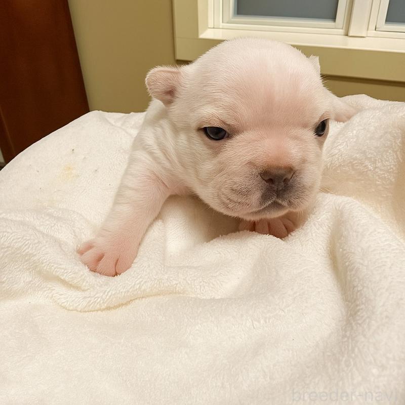 販売中の沖縄県のフレンチブルドッグ-422230