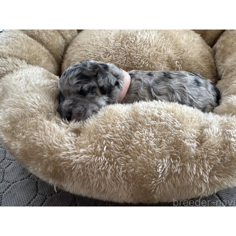 商談中の東京都のスタンダードプードル-423472の4枚目