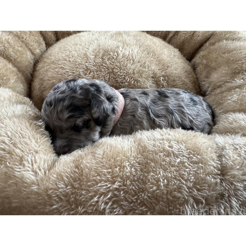 商談中の東京都のスタンダードプードル-423472の3枚目