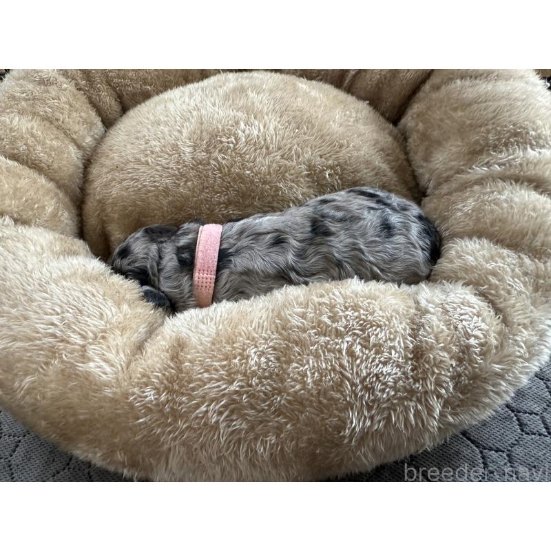 商談中の東京都のスタンダードプードル-423472の2枚目