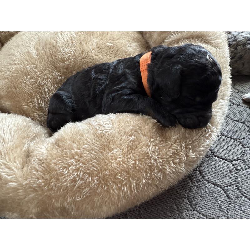 販売中の東京都のスタンダードプードル-424003の4枚目