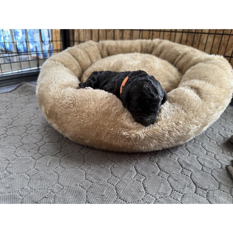 販売中の東京都のスタンダードプードル-424003の2枚目