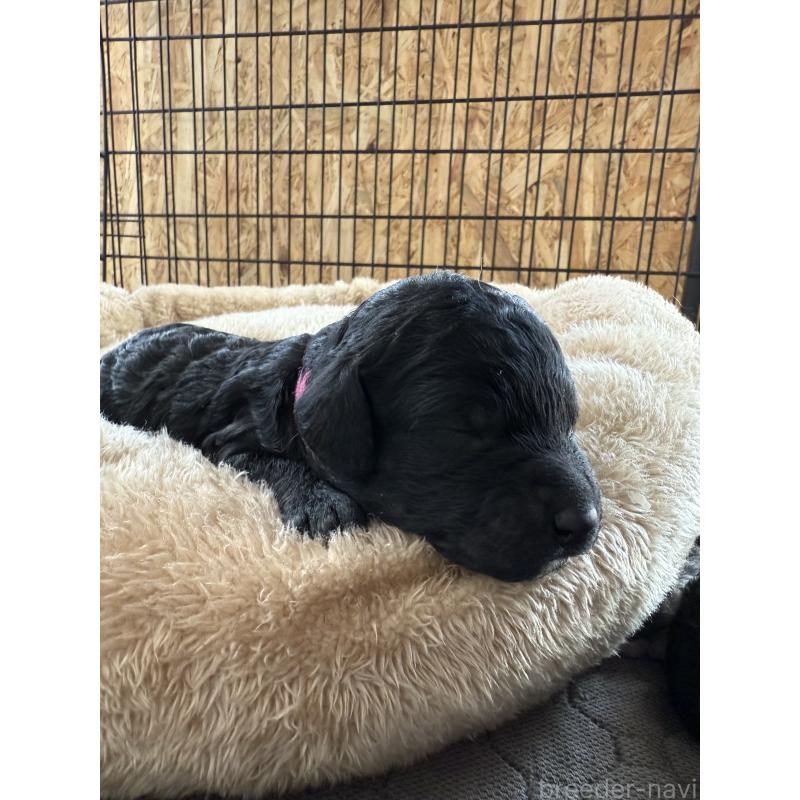 販売中の東京都のスタンダードプードル-424005の4枚目