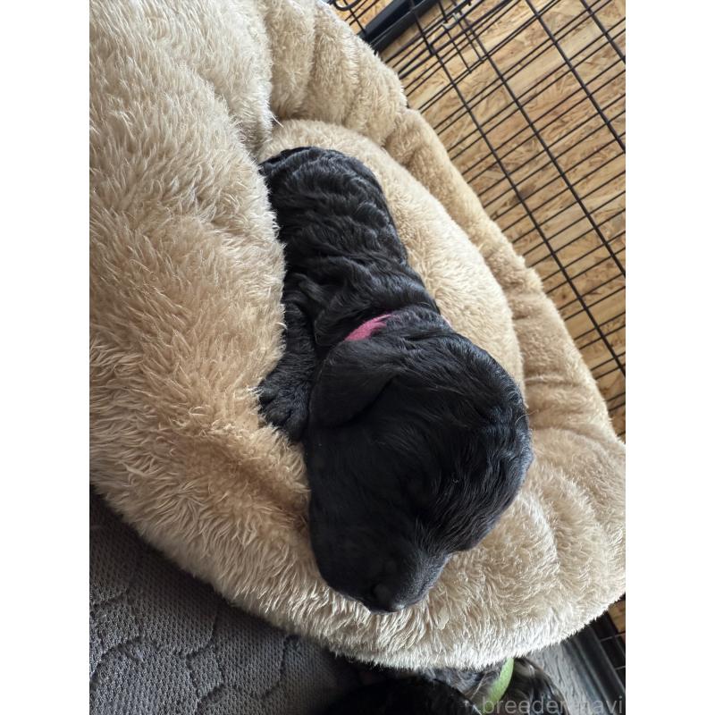 販売中の東京都のスタンダードプードル-424005の3枚目