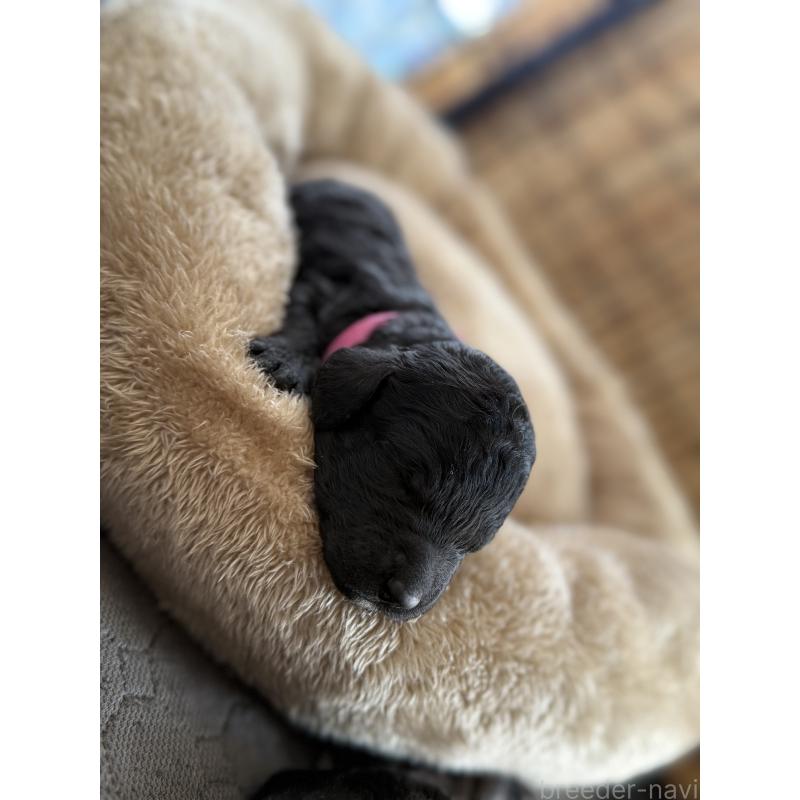 販売中の東京都のスタンダードプードル-424005の2枚目