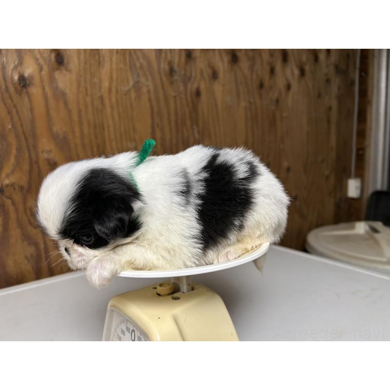 販売中の静岡県の狆 (チン)-424004の6枚目