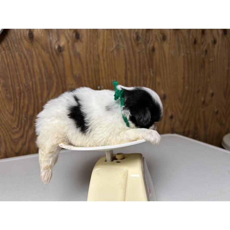 販売中の静岡県の狆 (チン)-424004の5枚目