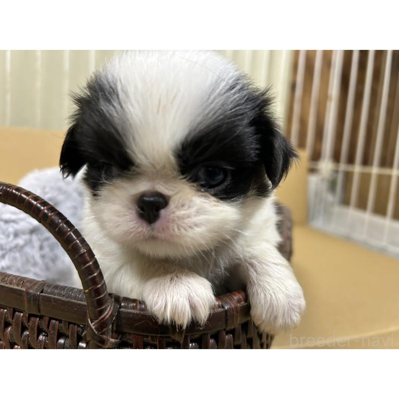 販売中の静岡県の狆 (チン)-424004の4枚目