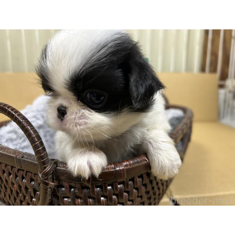 販売中の静岡県の狆 (チン)-424004の2枚目