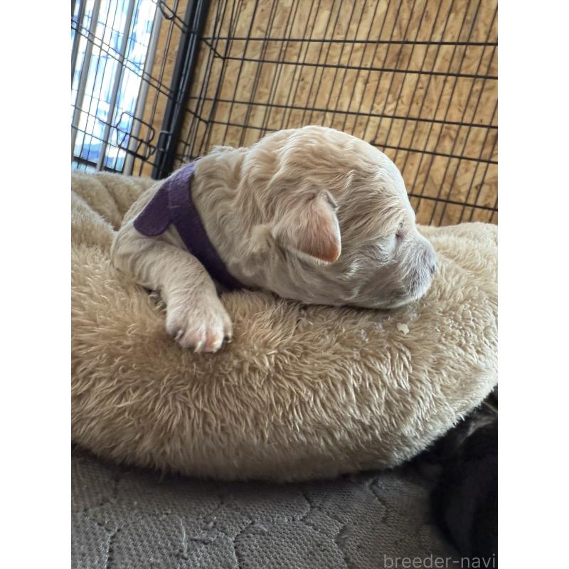 販売中の東京都のスタンダードプードル-424006の4枚目