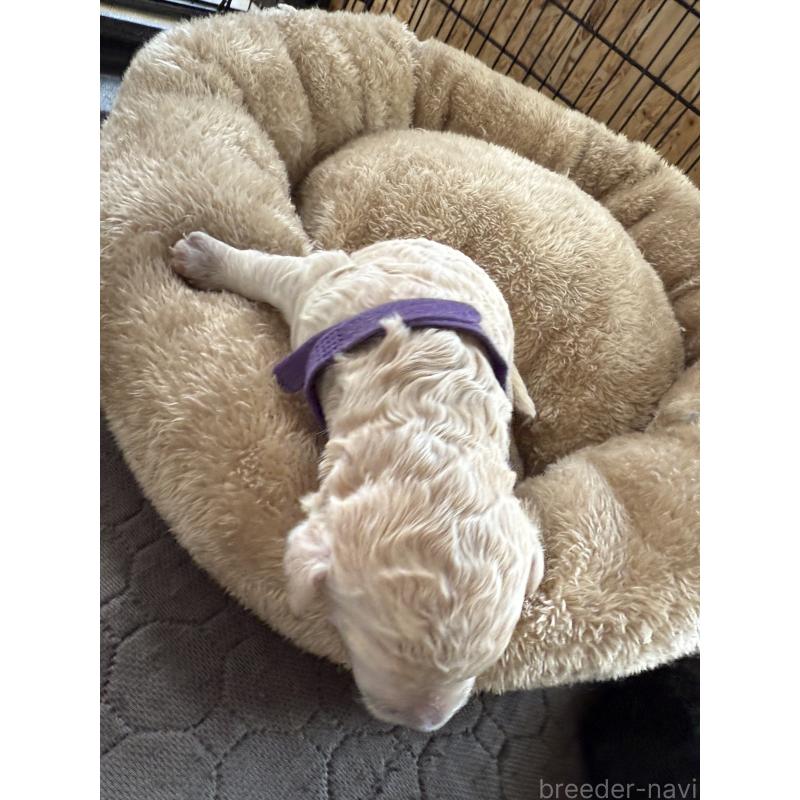 販売中の東京都のスタンダードプードル-424006の3枚目