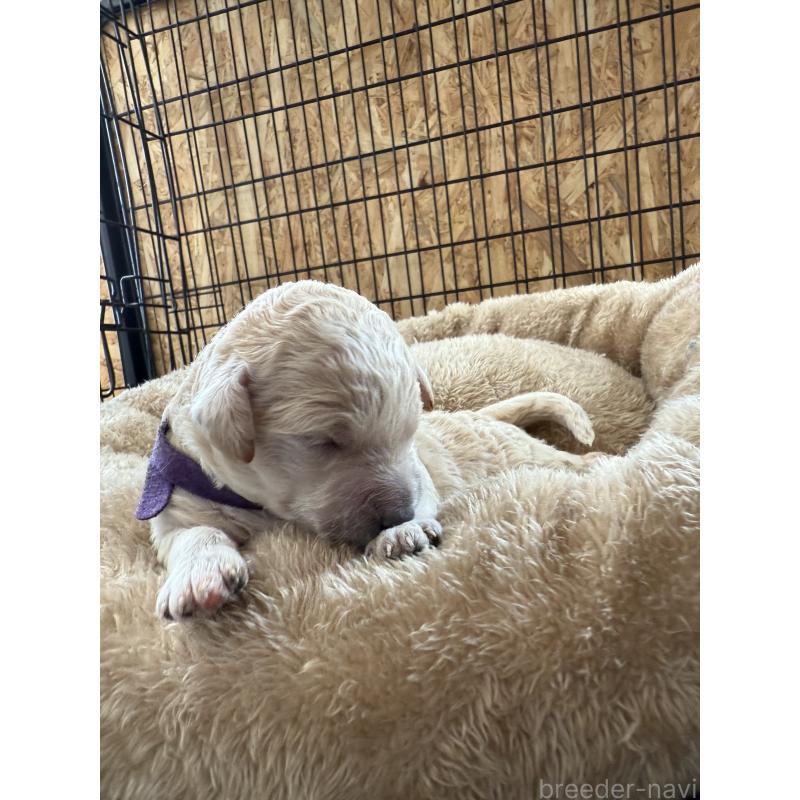 販売中の東京都のスタンダードプードル-424006の2枚目