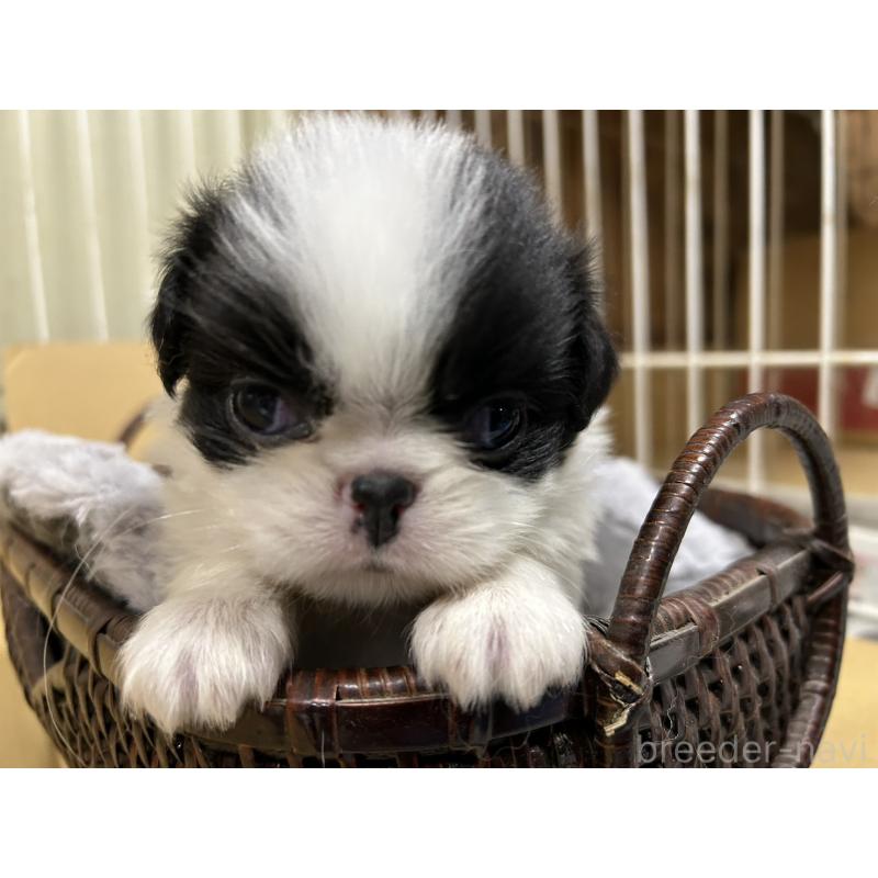 販売中の静岡県の狆 (チン)-424007の10枚目