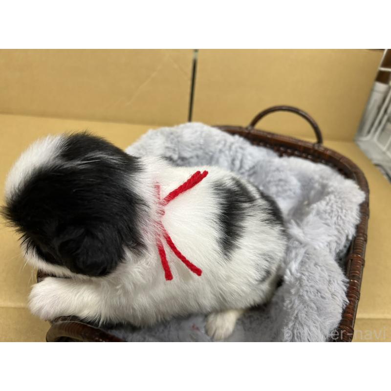 販売中の静岡県の狆 (チン)-424007の9枚目