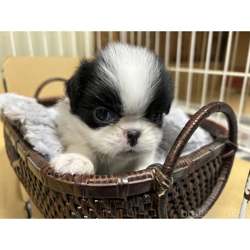 販売中の静岡県の狆 (チン)-424007の8枚目