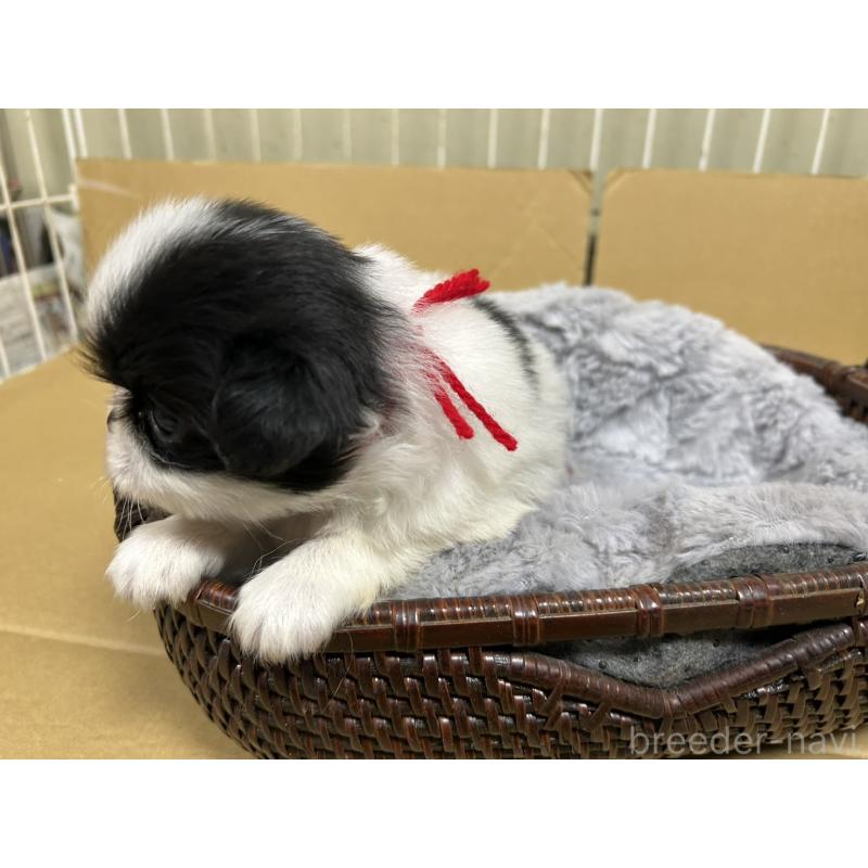 販売中の静岡県の狆 (チン)-424007の7枚目