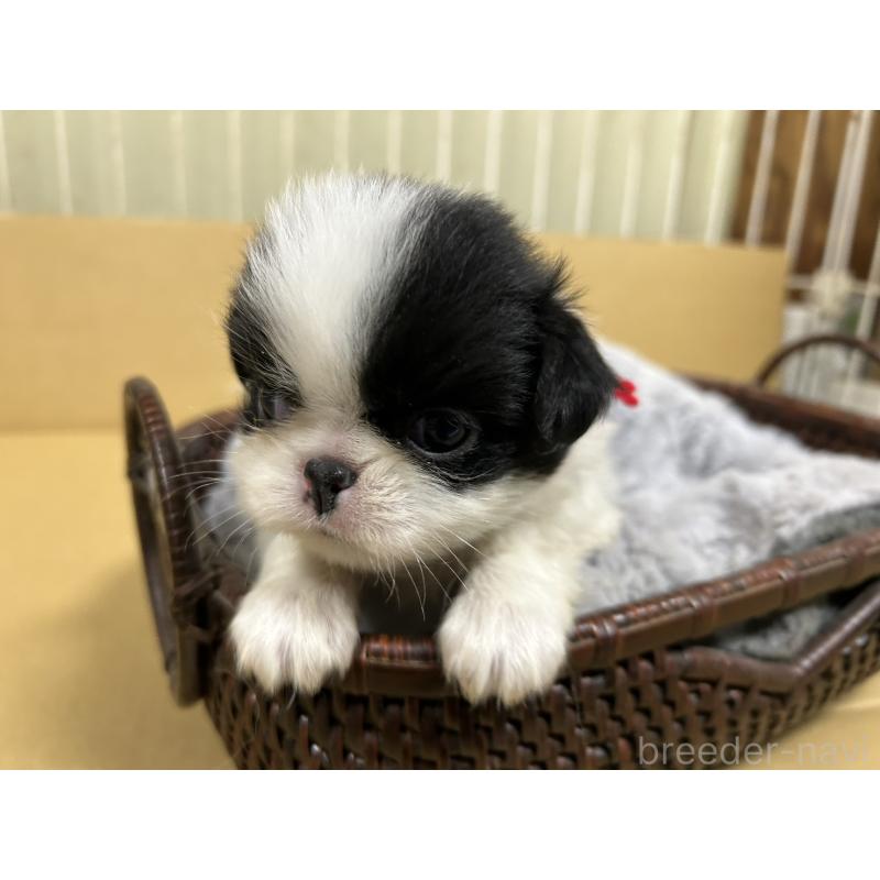 販売中の静岡県の狆 (チン)-424007の6枚目