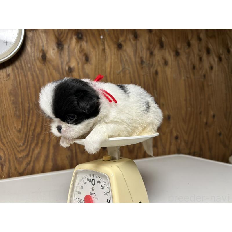 販売中の静岡県の狆 (チン)-424007の5枚目