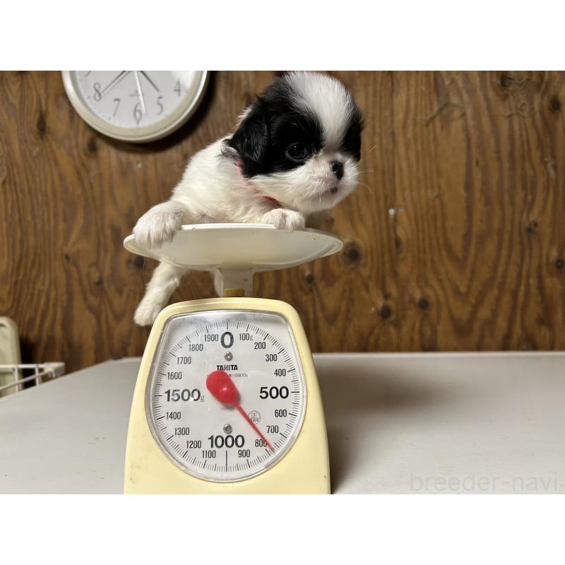 販売中の静岡県の狆 (チン)-424007の4枚目