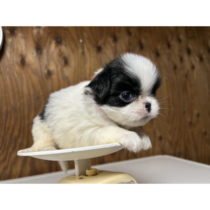 販売中の静岡県の狆 (チン)-424007の2枚目