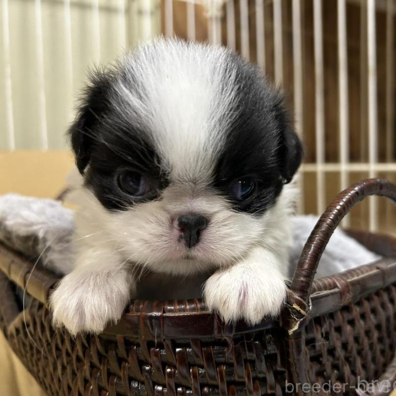 販売中の静岡県の狆 (チン)-424007の1枚目