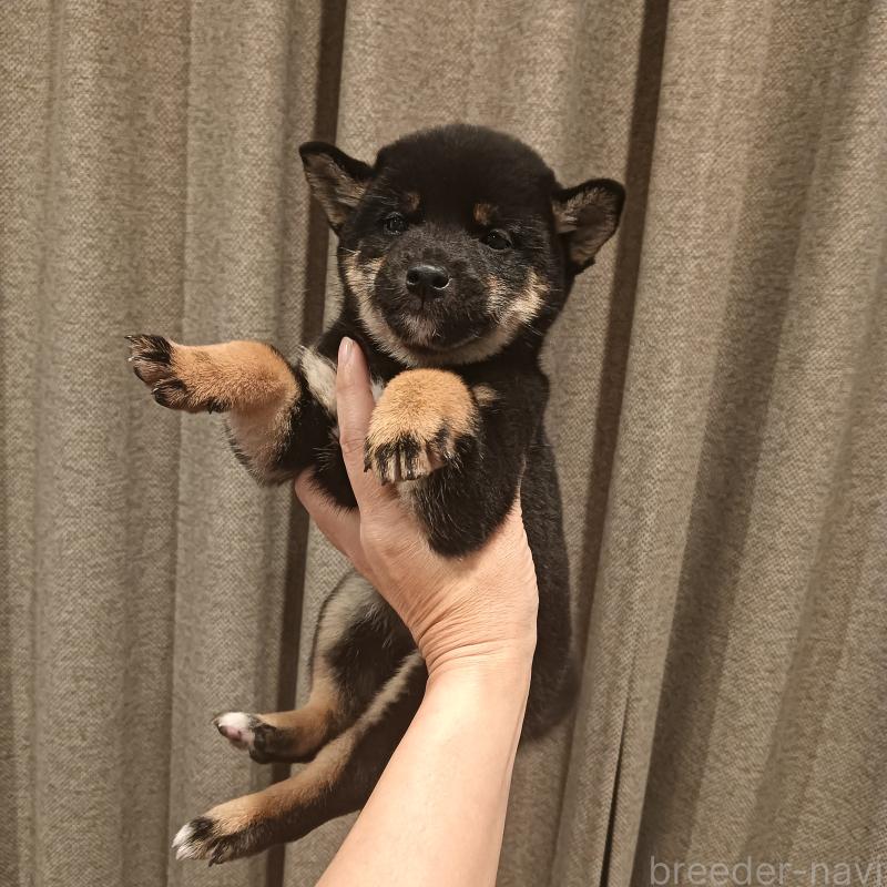 成約済の山口県の柴犬-413934の1枚目