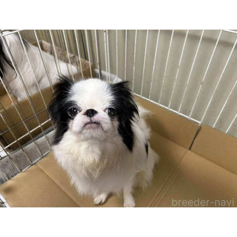 販売中の静岡県の狆 (チン)-424008の9枚目