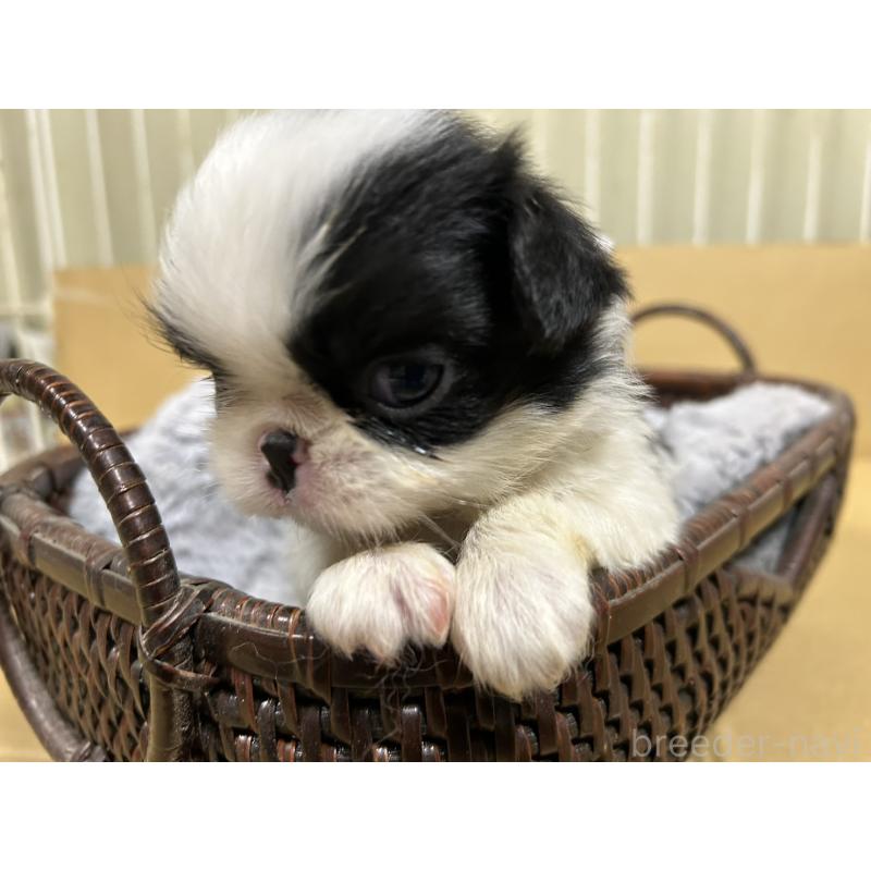 販売中の静岡県の狆 (チン)-424008の7枚目