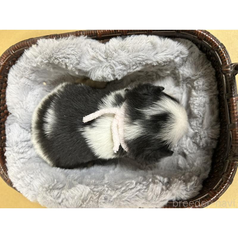 販売中の静岡県の狆 (チン)-424008の6枚目