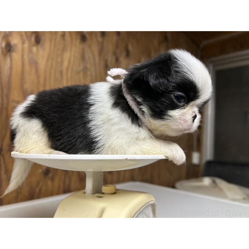 販売中の静岡県の狆 (チン)-424008の3枚目